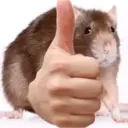 🌈🐀✨️Ratitas Mood Graciosas✨️🐀🌈 6
