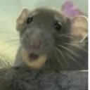 🌈🐀✨️Ratitas Mood Graciosas✨️🐀🌈 5
