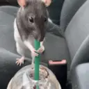 🌈🐀✨️Ratitas Mood Graciosas✨️🐀🌈 11