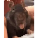 🌈🐀✨️Ratitas Mood Graciosas✨️🐀🌈 10