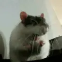 🌈🐀✨️Ratitas Mood Graciosas✨️🐀🌈 15