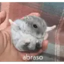 🌈🐀✨️Ratitas Mood Graciosas✨️🐀🌈 12