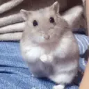 🌈🐀✨️Ratitas Mood Graciosas✨️🐀🌈 7