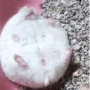 🌈🐀✨️Ratitas Mood Graciosas✨️🐀🌈 9