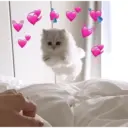 💕 PERROS Y GATITOS AMOROSOS 💕 8