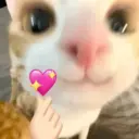 💕 PERROS Y GATITOS AMOROSOS 💕 12