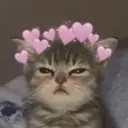 💕 PERROS Y GATITOS AMOROSOS 💕 10