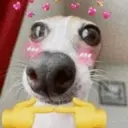 💕 PERROS Y GATITOS AMOROSOS 💕 11