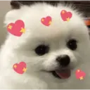 💕 PERROS Y GATITOS AMOROSOS 💕 6