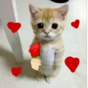 💕 PERROS Y GATITOS AMOROSOS 💕 14
