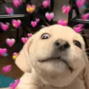 💕 PERROS Y GATITOS AMOROSOS 💕 13