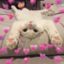💕 PERROS Y GATITOS AMOROSOS 💕 5