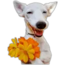 🌻💐 Yellow Flowers 4 💐🌻 9