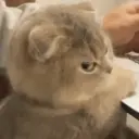 Meme Kucing Ngambek 😾 5