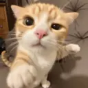 Meme Kucing Ngambek 😾 8