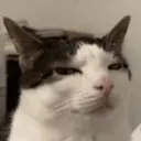 Meme Kucing Ngambek 😾 9
