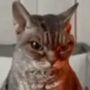 Meme Kucing Ngambek 😾 14