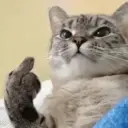 Meme Kucing Ngambek 😾 6