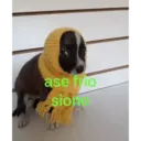 ase frio siono