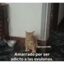 2 jhonpalma89 Amarrado por ser adicto a las ovulonas.