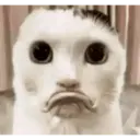 tiktok meme 18
