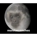 monitas noches