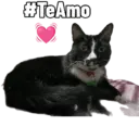 #TeAmo