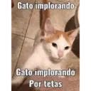 Gato implorando Gato implorando Por tetas