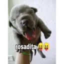 rosadita E