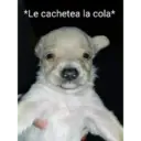 *Le cachetea la cola*