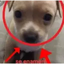se enamoró