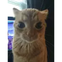 animales 2 26
