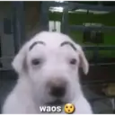 waos