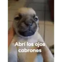 Abrí los ojos cabrones