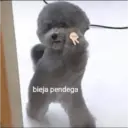 bieja pendega