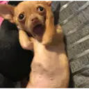 Смешанные животные 🐾 23