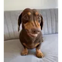 Смешанные животные 🐾 24
