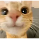 Смешанные животные 🐾 20