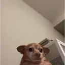 Смешанные животные 🐾 14