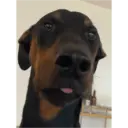 Смешанные животные 🐾 7