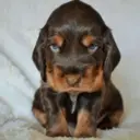 Смешанные животные 🐾 13