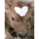 Смешанные животные 🐾 26