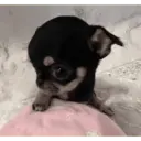 Смешанные животные 🐾 8