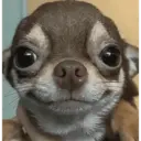 Смешанные животные 🐾 25