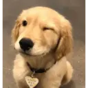 Смешанные животные 🐾 12