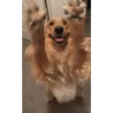 Смешанные животные 🐾 15