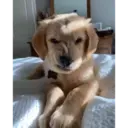 Смешанные животные 🐾 17