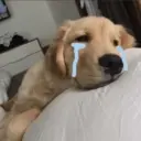 Смешанные животные 🐾 19
