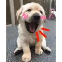 Смешанные животные 🐾 11