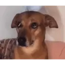 Tiktok 15